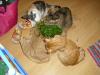 Minki, Isis und Ramses Minki, Isis und Ramses