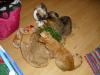 Minki, Isis und Ramses Minki, Isis und Ramses