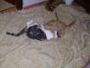 Isis und Ramses Isis und Ramses