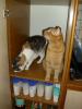 Isis und Ramses Isis und Ramses
