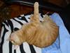 Ramses Ramses