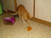 Ramses Ramses