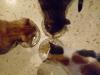 Minki, Isis und Ramses Minki, Isis und Ramses