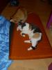 Isis und Ramses