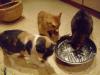 Minki, Isis und Ramses
