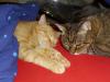 Minki und Ramses Minki und Ramses