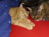 Minki und Ramses Minki und Ramses